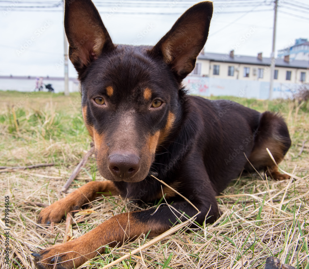 A young dog of the Australian kelpie breed plays in the grass	