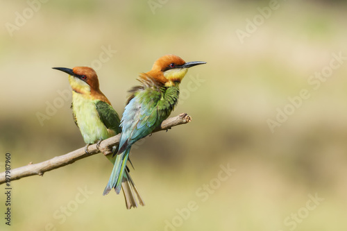 Pair of Chestnut-headed bee-eaters or Merops leschenaulti perching on tree branch , Thailand