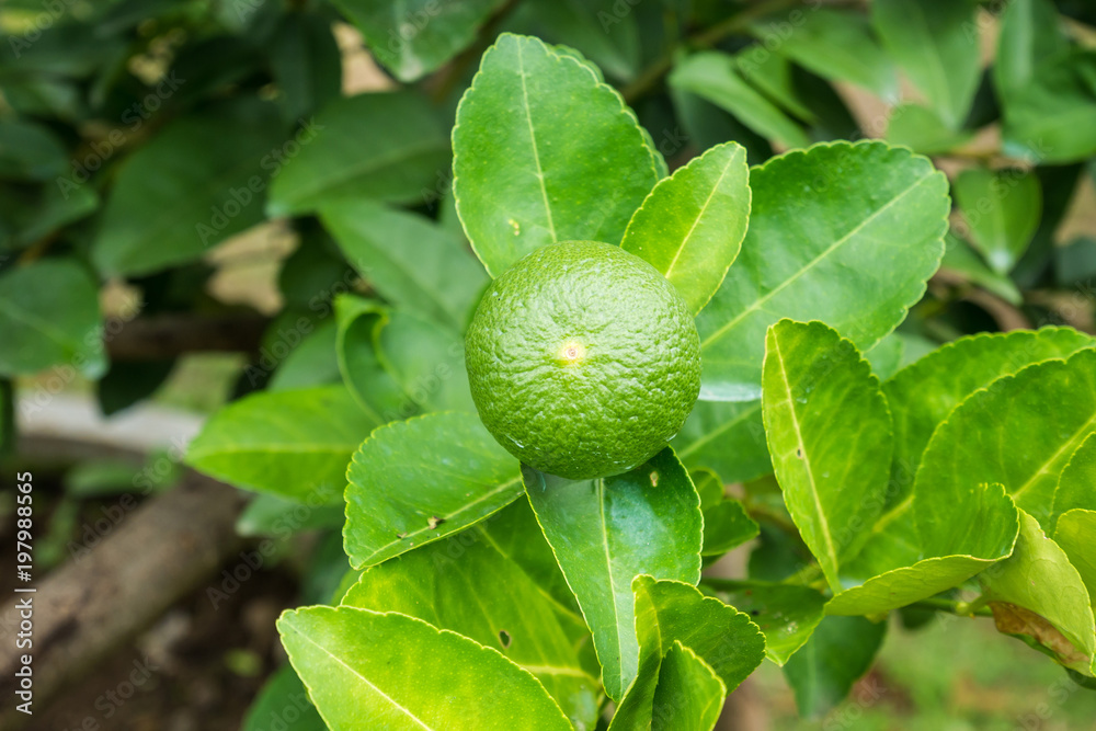 Fresh green lemon limes on tree in organic garden