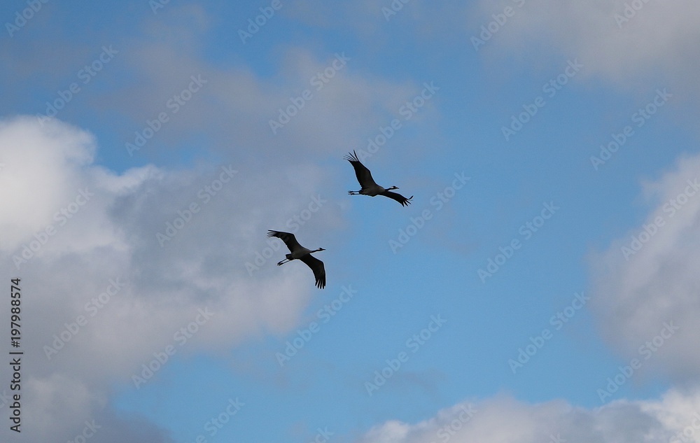 two flying cranes in the air