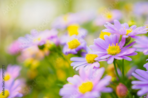 Beautiful daisy flowers on green meadow