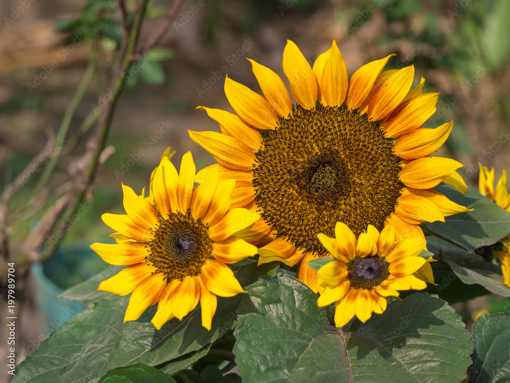 Obraz premium Closeup of sunflower.