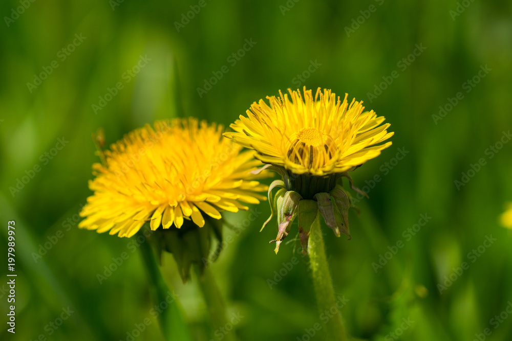 two dandelion yellow flowers in green grass two dandelion yellow flowers in green grass