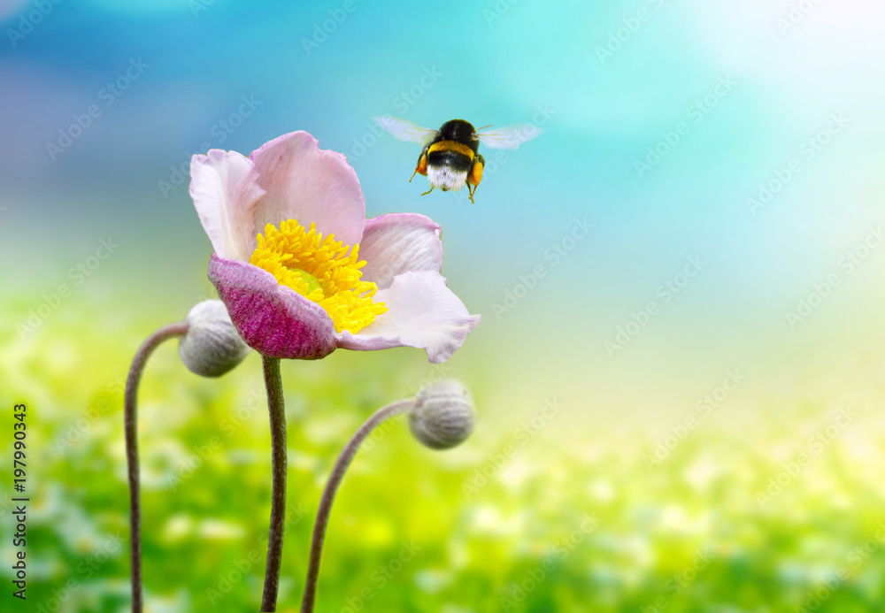 Beautiful pink anemone flower macro on a summer meadow and a flying bumblebee on a blue sky background with clouds on nature. Idyllic artistic image of a hot summer, copy space.