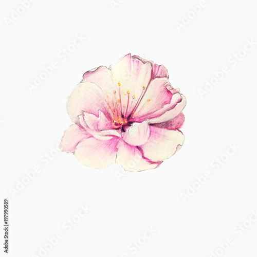 colorful sakura flower