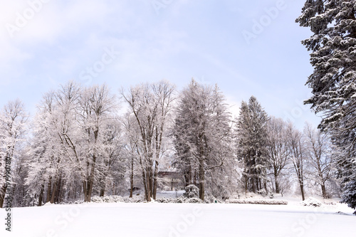 Wallpaper Mural Snow on the tree branches. Winter View of trees covered with snow. The severity of the branches under the snow. Torontodigital.ca