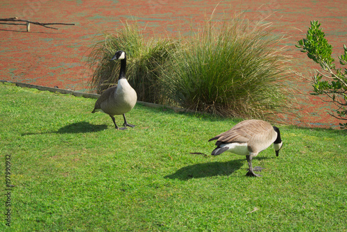 Canada Goose (Branta canadensis) photo