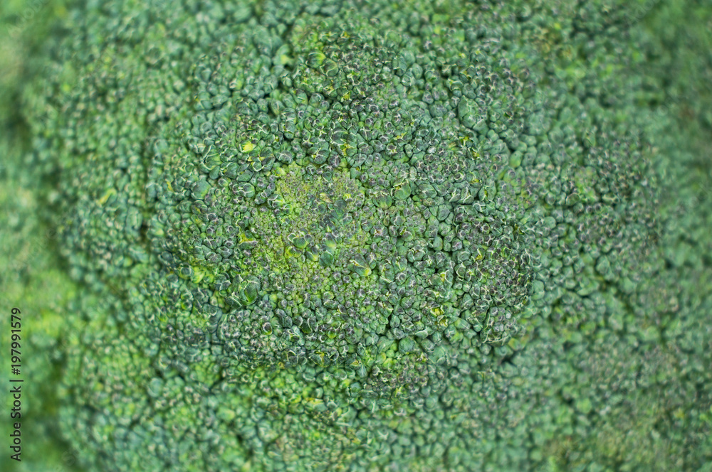 Background of broccoli Background of broccoli