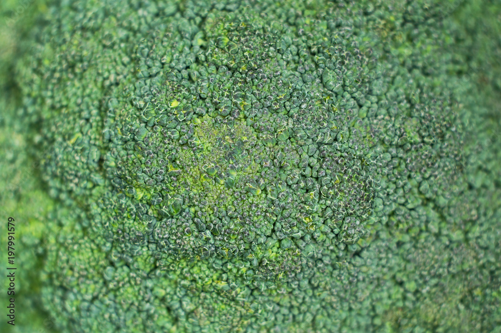 Background of broccoli