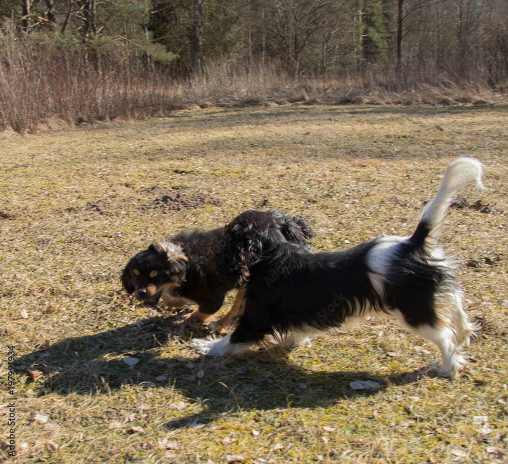 small sweet puppies palying outside at sunny spring day small sweet puppies palying outside at sunny spring day