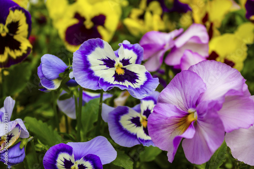 Close up of the beautiful purple violet pansies in the garden. Floral landscape.
