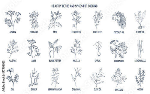 Hand drawn set of culinary herbs and spices