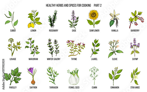 Hand drawn set of culinary herbs and spices