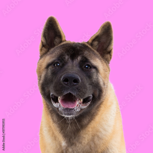 portrait of american akita on pink background