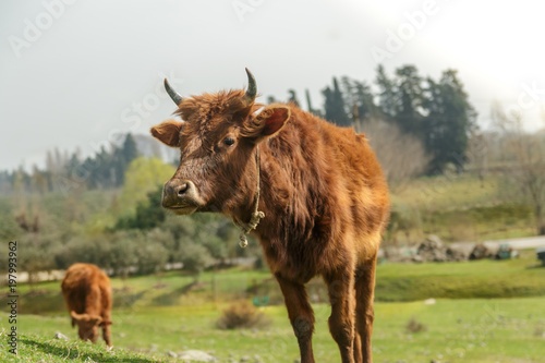 Fototapeta Naklejka Na Ścianę i Meble -  Brown cow looking at side on green grass at spring season.