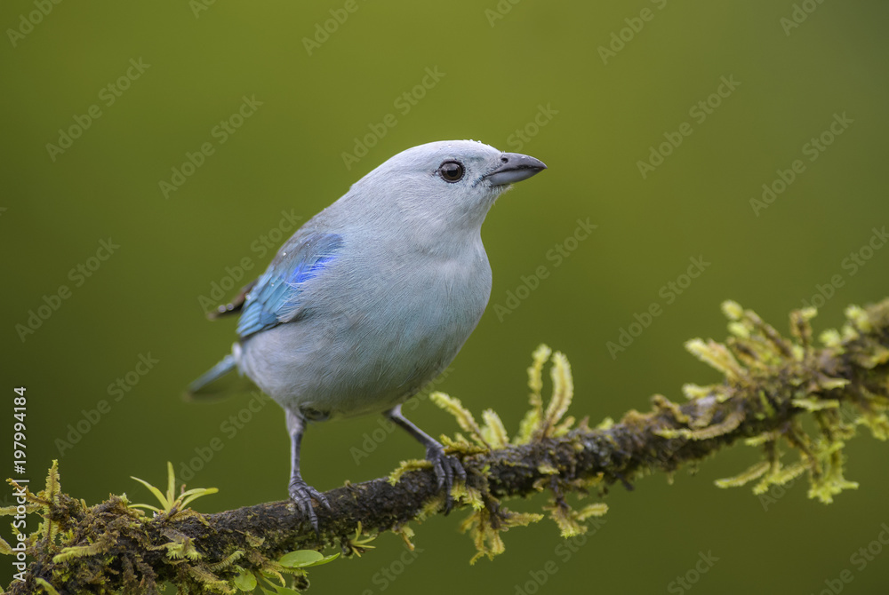 Fototapeta premium Blue-gray Tanager - Thraupis episcopus, beautiful colorful blue perching bird from Costa Rica forest.