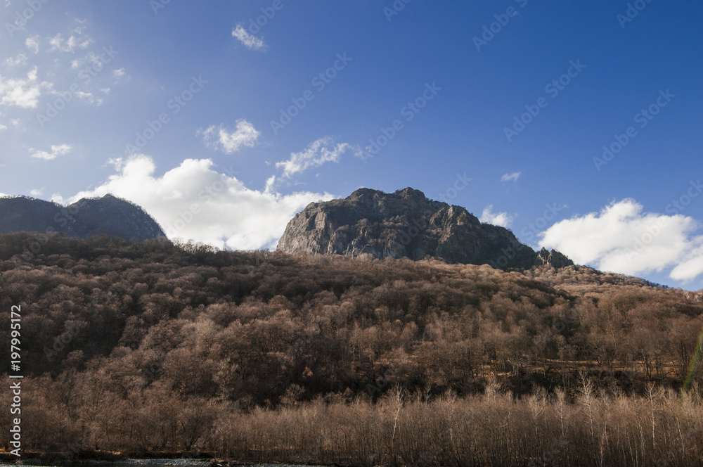 mountain slope covered with trees and fallen leaves