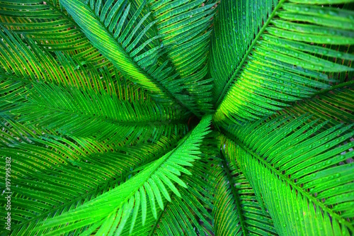 Green leaf palm tree texture closeup background