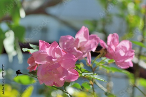 Pink rose flower,Shot in Hsinchu,Taiwan