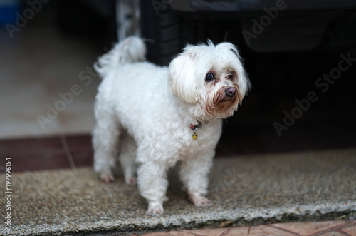 Senior white Maltese dog with Tear staining facing waiting for owner with hopefully face