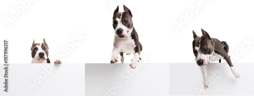 Fototapeta Naklejka Na Ścianę i Meble -  American pit bull terrier jumping over an obstacle in the studio on a white background - isolated collage
