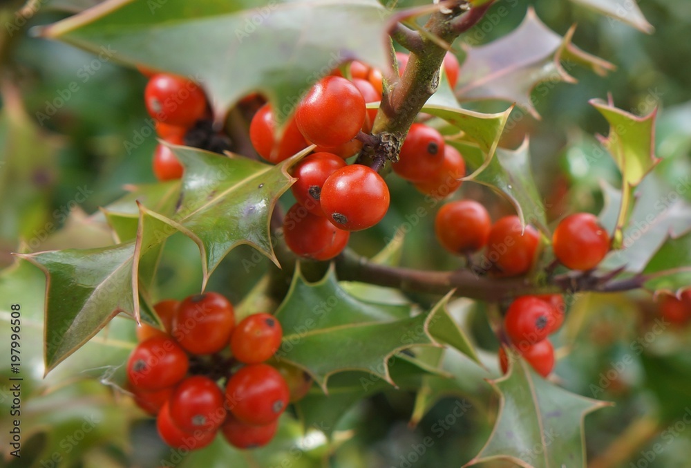 Branch of Ilex aquifolium with red berries, selective focus Branch of Ilex aquifolium with red berries, selective focus