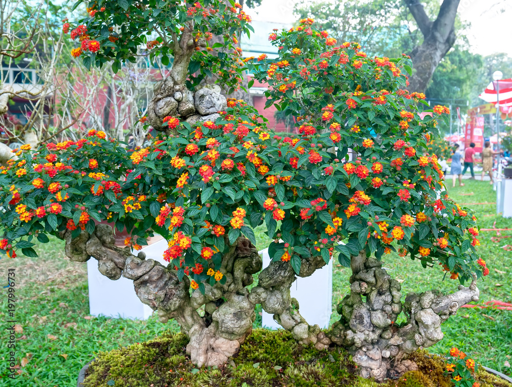 Obraz premium Ho Chi Minh City, Vietnam - February 11, 2018: Spring Festival flower garden in lunar year to attract more tourists to visit, relaxation the works of art nature in Ho Chi Minh, Vietnam