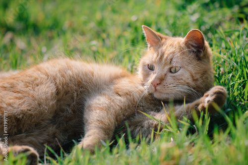 Cat relaxing outdoor