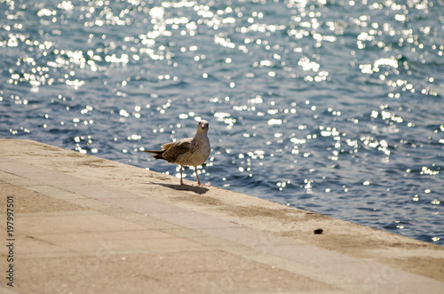 Beautiful seagull on the background of the sea