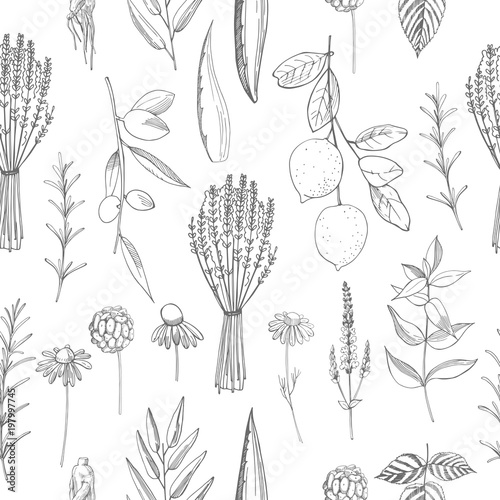 Plants for natural cosmetics. Organic cosmetics background. Vector seamless pattern.