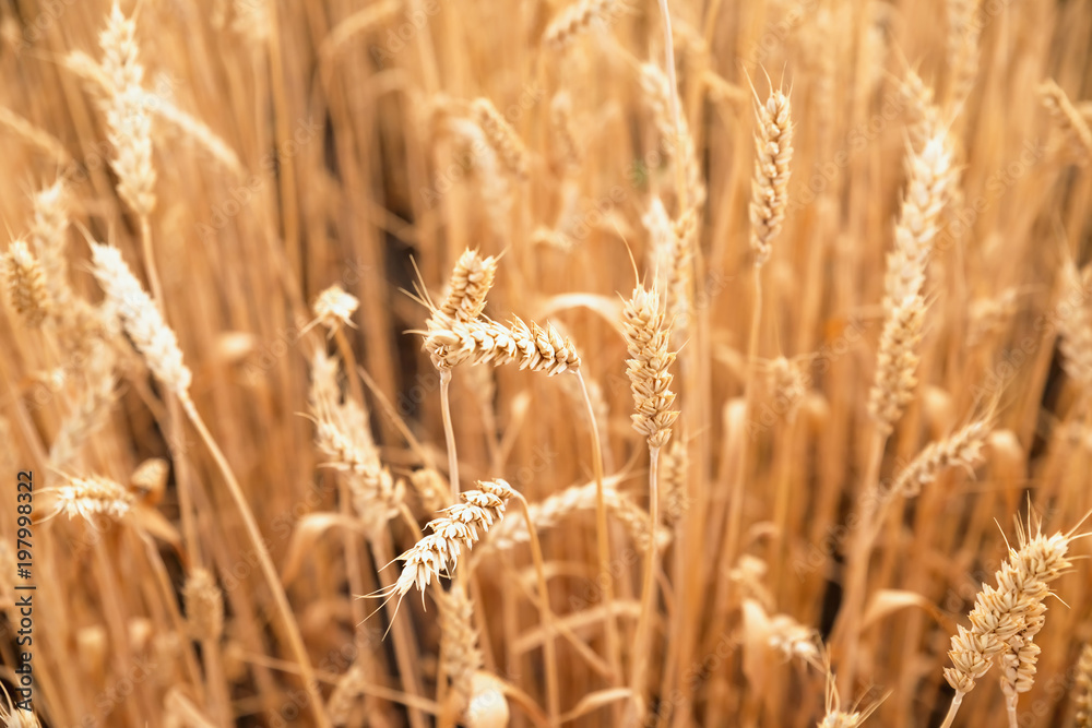 Fototapeta premium Ears of golden wheat closeup. Wheat field