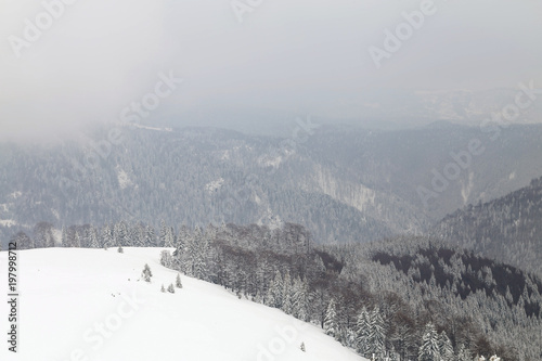 Winter landscape at the forest edge