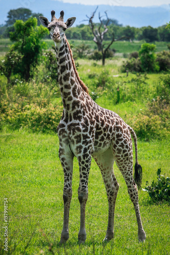 Looking at You and Standing Girraffe, Mikumi National Park, Tanzania photo