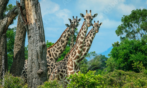 Four wondering Girraffes with Head and Neck, Mikumi National Park, Tanzania