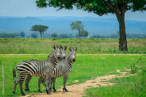 Three Zebra in the African Safari  Tanzania