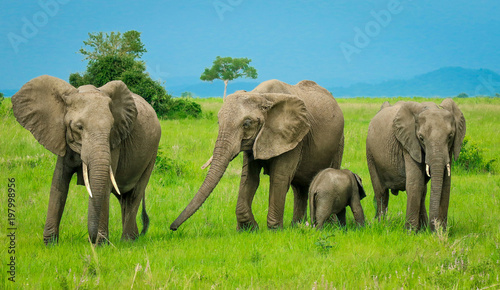 Family of Elephants on the African Safari  Tanzania 