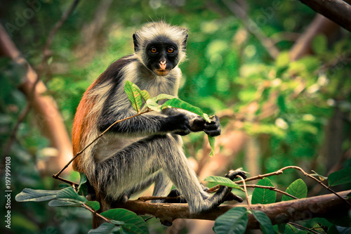 Colobus Monkey eating Leaves, Tanzania photo