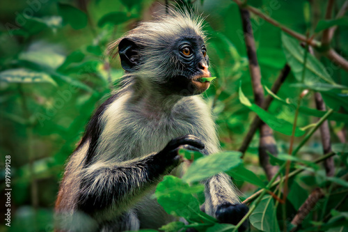  Colobus Monkey eating Leaves, Tanzania photo