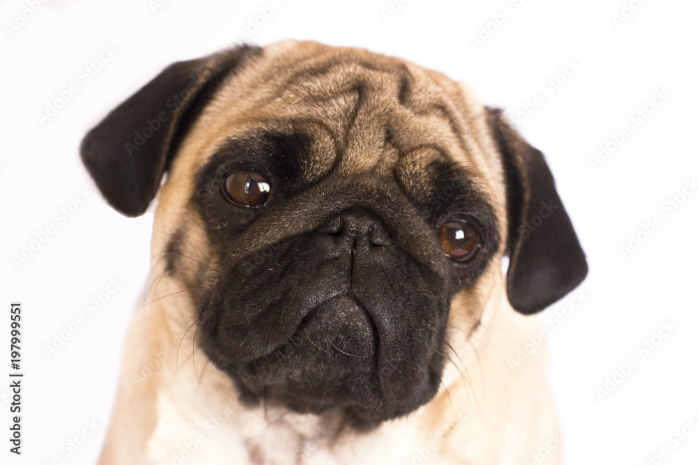 The pug dog sits and looks directly into the camera. Sad big eyes.