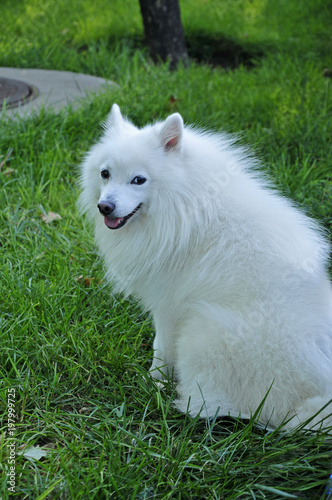 A white silver fox breed in the wild © pdm