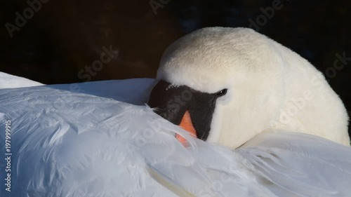 Hoeckerschwan schlaeft, Kopf Portrait, Winter, (cygnus olor) photo