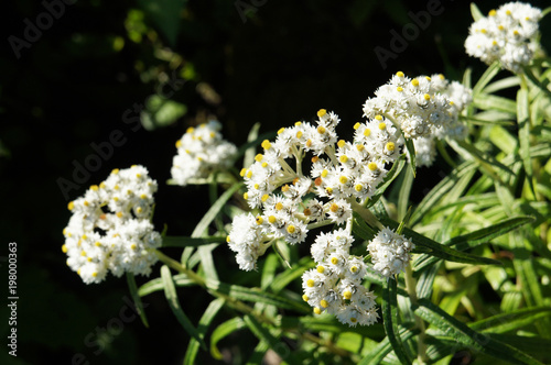 Canvas Print Anaphalis margaritacea or western pearly everlasting or pearly everlasting many
