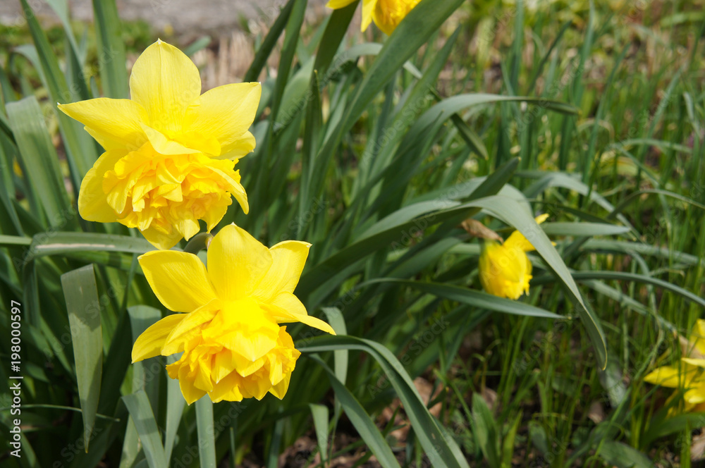 Narcissus dick wilden yellow flowers with green Narcissus dick wilden yellow flowers with green