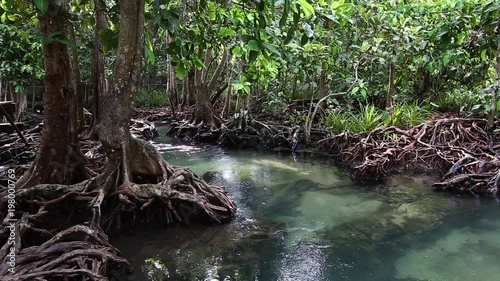 The clear green stream flows through the mangrove forest root.  In the midst of the shady and beautiful nature.