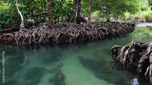 The clear green stream flows through the mangrove forest root.  In the midst of the shady and beautiful nature.