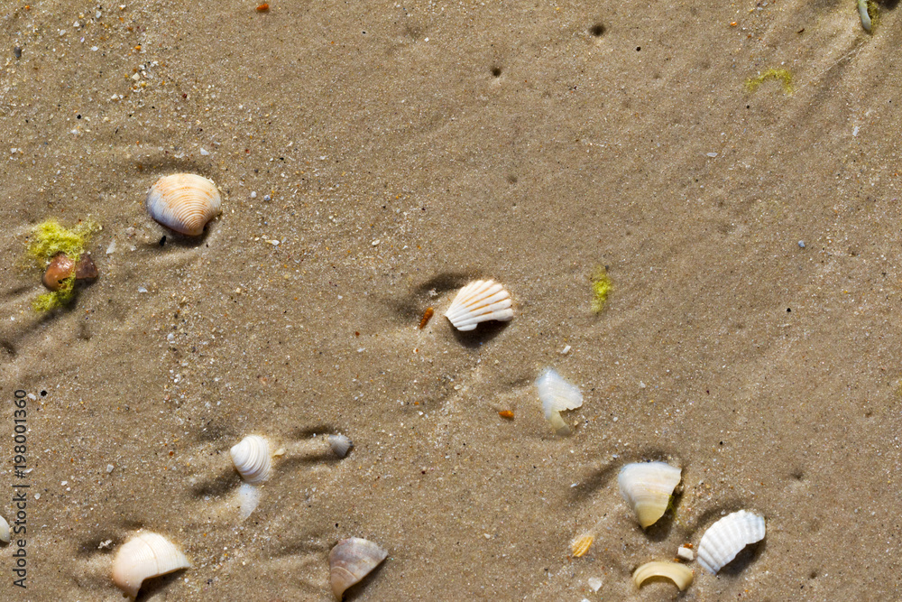 Brocken seashells and wet sand beach Brocken seashells and wet sand beach