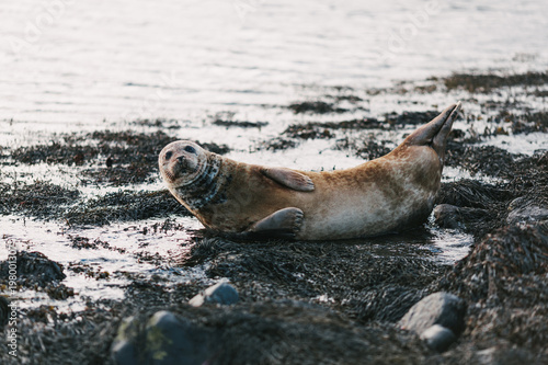 sea lion lying on coast with rocks and seaweeds in ytri tunga, iceland
