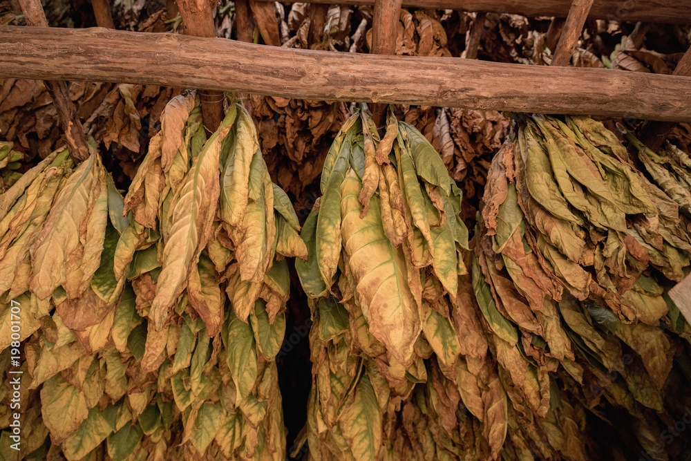 Drying Tobacco Leaves Authentically on Farm