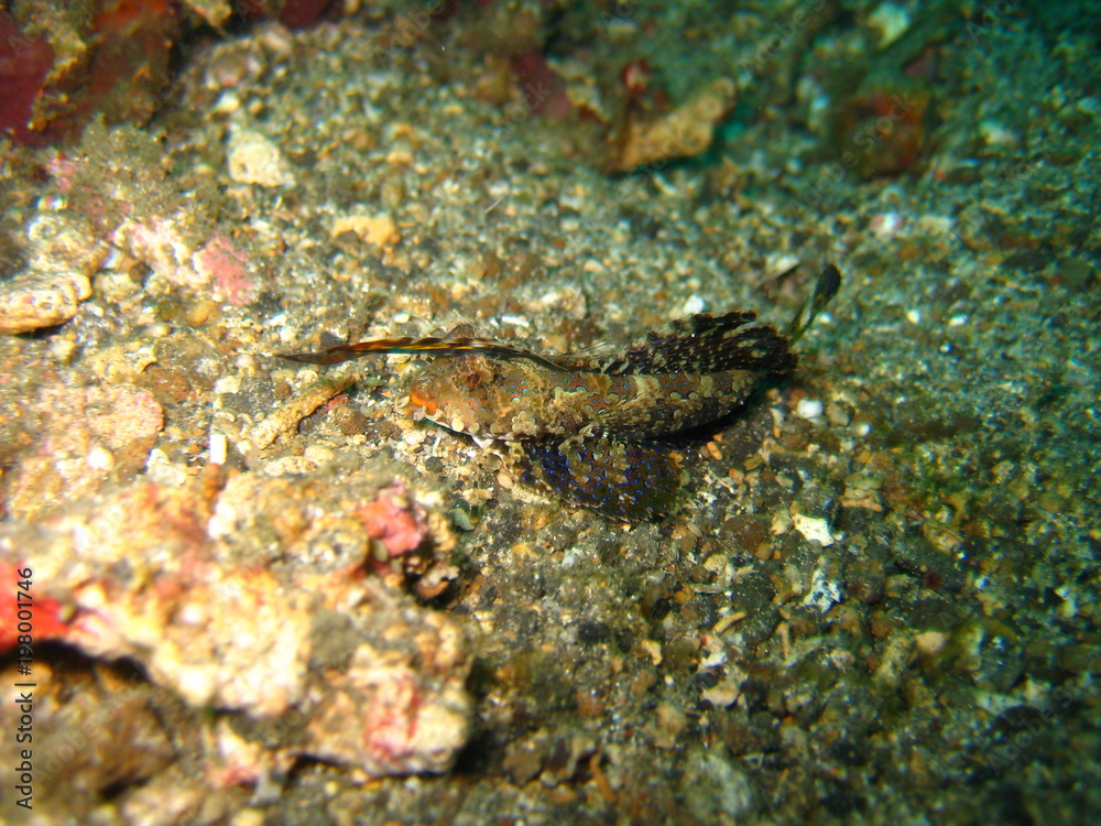 Leierfisch Leierfisch