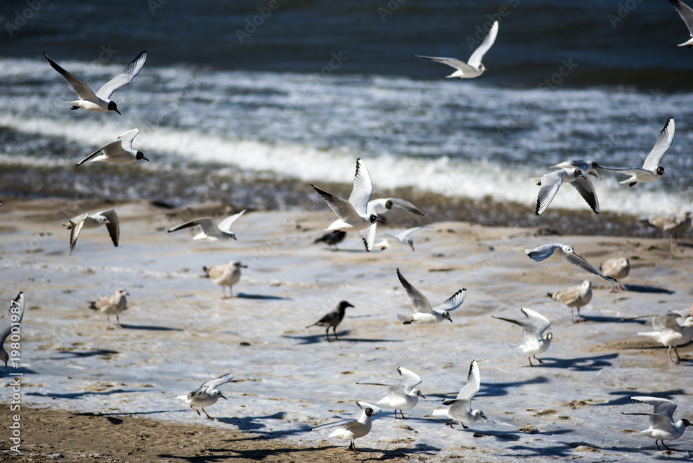 Gulls on the beach flying and looking for food, Baltic sea. Gulls on the beach flying and looking for food, Baltic sea.